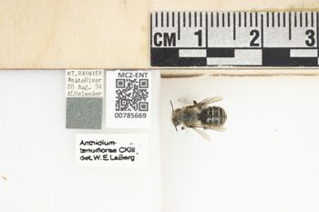 Media type: image;   Entomology 785669 Aspect: Labels